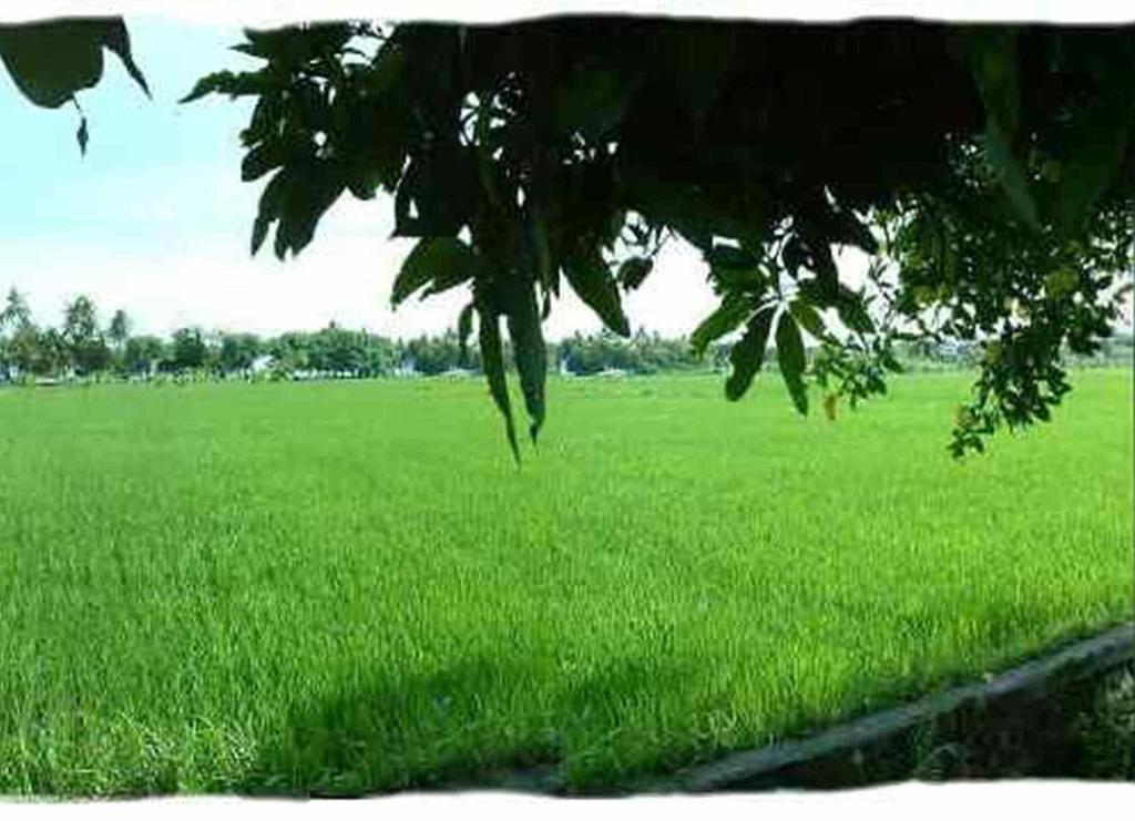 Hotel Sawah Lovina Extérieur photo