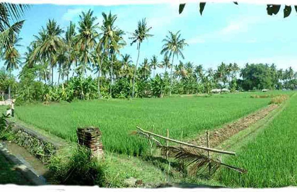 Hotel Sawah Lovina Extérieur photo